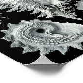 Ernst Haeckel Prosobranchia Striking Black & White Poster (Hoek)