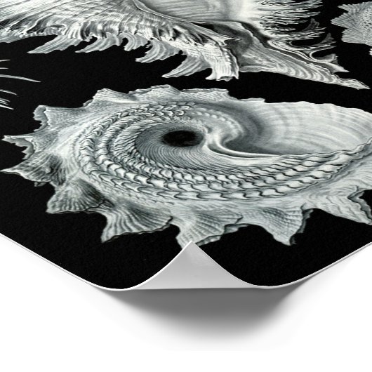 Ernst Haeckel Prosobranchia Striking Black & White Poster (Hoek)