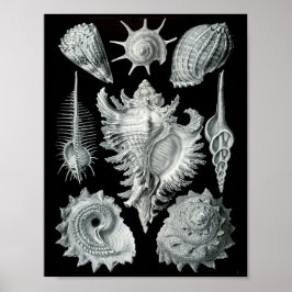 Ernst Haeckel Prosobranchia Striking Black & White Poster
