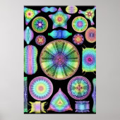 Ernst Haeckel Rainbow Diatoms Poster (Voorkant)