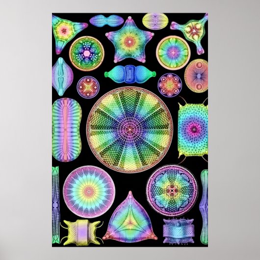 Ernst Haeckel Rainbow Diatoms Poster (Voorkant)