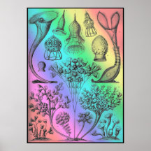 Ernst Haeckel Rainbow met gekleurd Poster Afdrukk