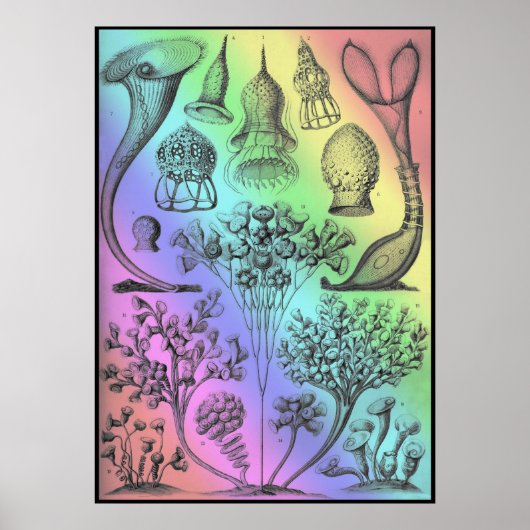 Ernst Haeckel Rainbow met gekleurd Poster Afdrukk (Voorkant)