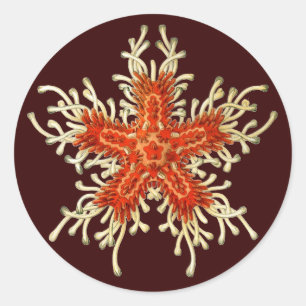 Ernst Haeckel Ronde Sticker