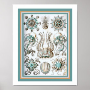 Ernst Haeckel "Sacred Geometry" 16 x 20 print