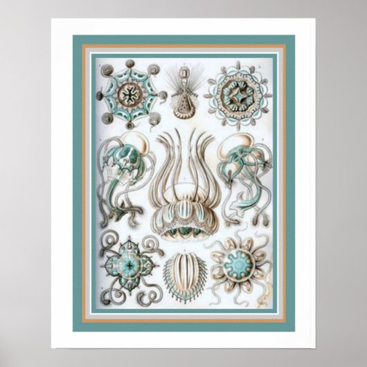 Ernst Haeckel "Sacred Geometry" 16 x 20 print (Voorkant)
