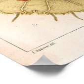 Ernst Haeckel SeaLife Ocean Jellyfish Art Print (Hoek)