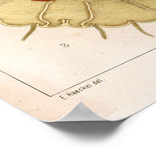 Ernst Haeckel SeaLife Ocean Jellyfish Art Print (Hoek)