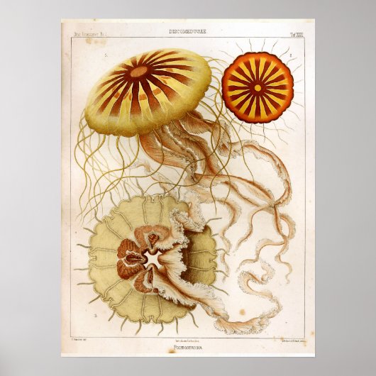 Ernst Haeckel SeaLife Ocean Jellyfish Art Print (Voorkant)