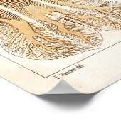 Ernst Haeckel SeaLife Ocean Jellyfish Art Print (Hoek)