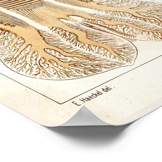 Ernst Haeckel SeaLife Ocean Jellyfish Art Print (Hoek)