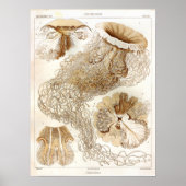 Ernst Haeckel SeaLife Ocean Jellyfish Art Print (Voorkant)