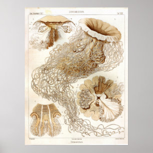 Ernst Haeckel SeaLife Ocean Jellyfish Art Print