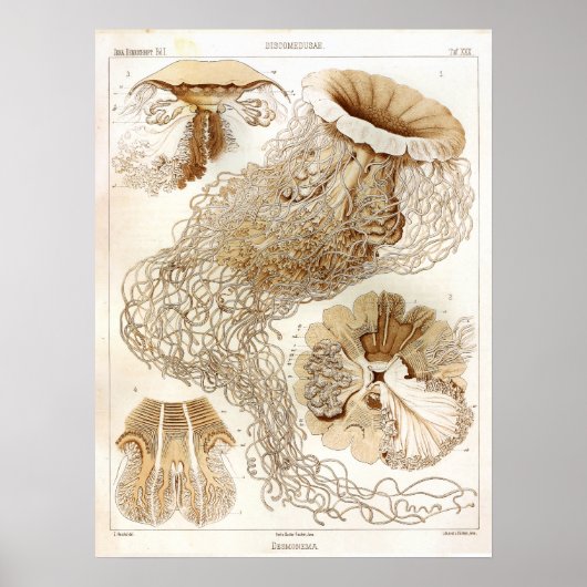 Ernst Haeckel SeaLife Ocean Jellyfish Art Print (Voorkant)