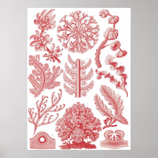 Ernst Haeckel Seaweed Poster (Voorkant)