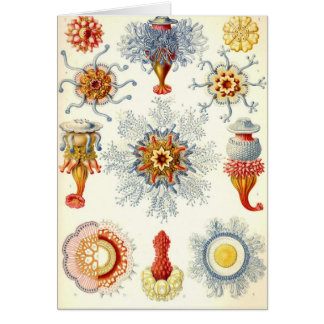 Ernst Haeckel - Siphonophorae2 Card