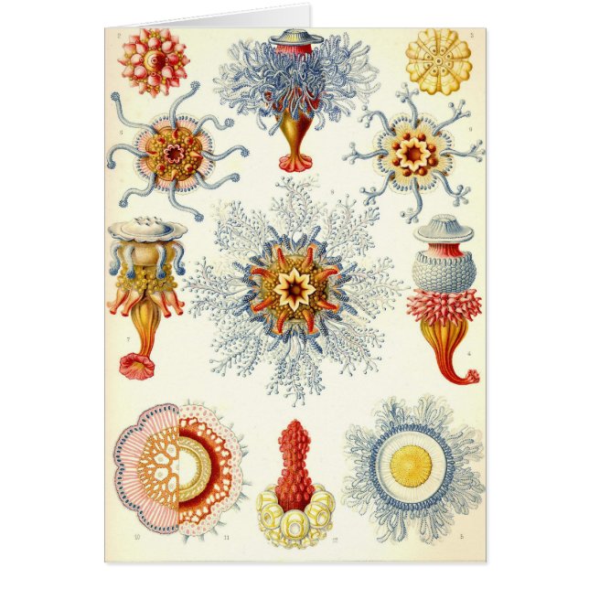 Ernst Haeckel - Siphonophorae2 Card (Voorkant)
