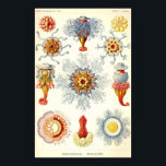 Ernst Haeckel - Siphonophorae2 Poster<br><div class="desc">Ernst Haeckel - Siphonophorae2 Poster</div>