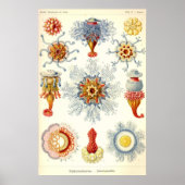 Ernst Haeckel - Siphonophorae2 Poster (Voorkant)