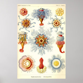 Ernst Haeckel - Siphonophorae2 Poster