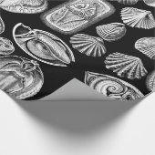Ernst Haeckel Spirobranchia Cadeaupapier (Hoek)