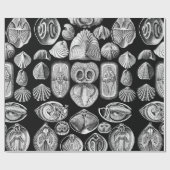 Ernst Haeckel Spirobranchia Cadeaupapier (Vlak)