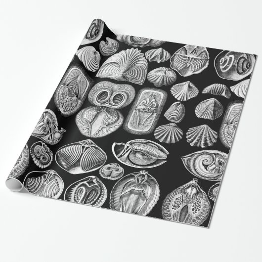 Ernst Haeckel Spirobranchia Cadeaupapier (Uitgerold)