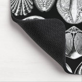 Ernst Haeckel Spirobranchia Muismat (Hoek)