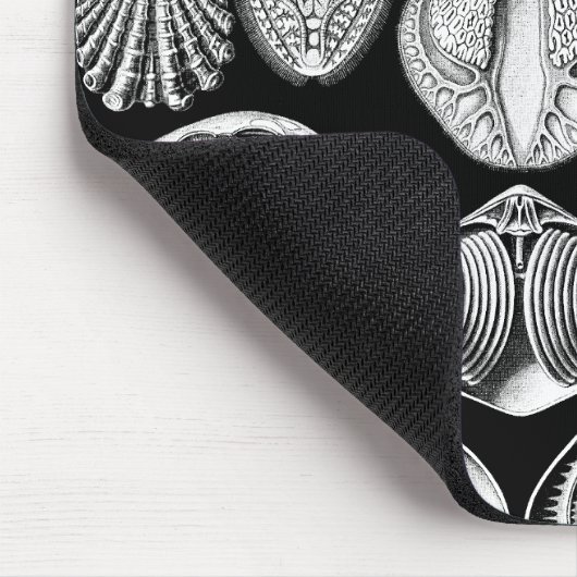 Ernst Haeckel Spirobranchia Muismat (Hoek)