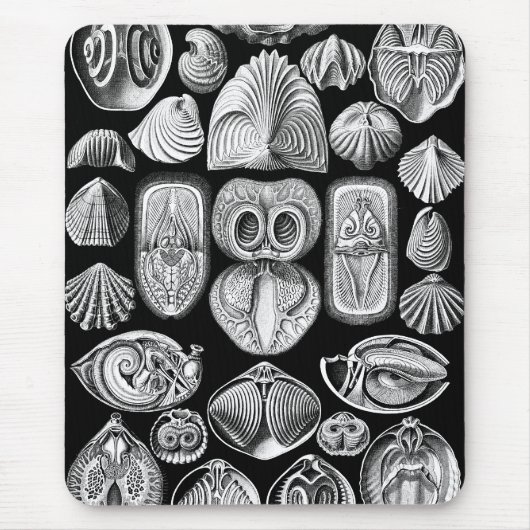 Ernst Haeckel Spirobranchia Muismat (Voorkant)