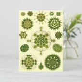 Ernst Haeckel Spores Kaart (Staand voorkant)