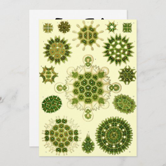 Ernst Haeckel Spores Kaart (Voorkant / Achterkant)