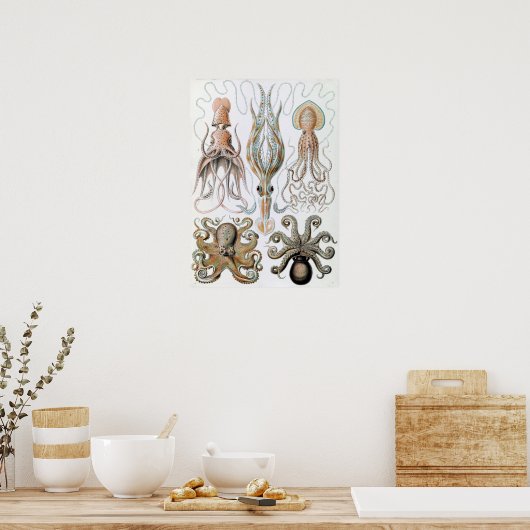 Ernst Haeckel Squids en Octopus Poster (Keuken)