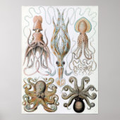 Ernst Haeckel Squids en Octopus Poster (Voorkant)