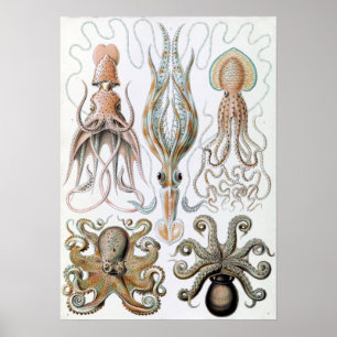  Ernst Haeckel Squids en Octopus Poster