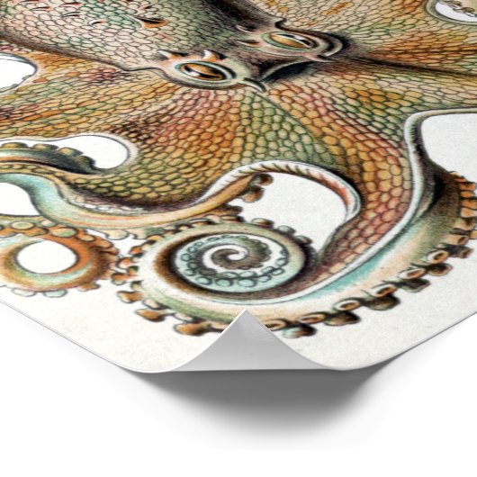 Ernst Haeckel Squids en Octopus Poster (Hoek)