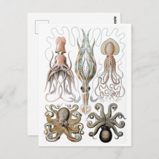 Ernst Haeckel Squids en Octopus Poster Briefkaart (Voorkant / Achterkant)