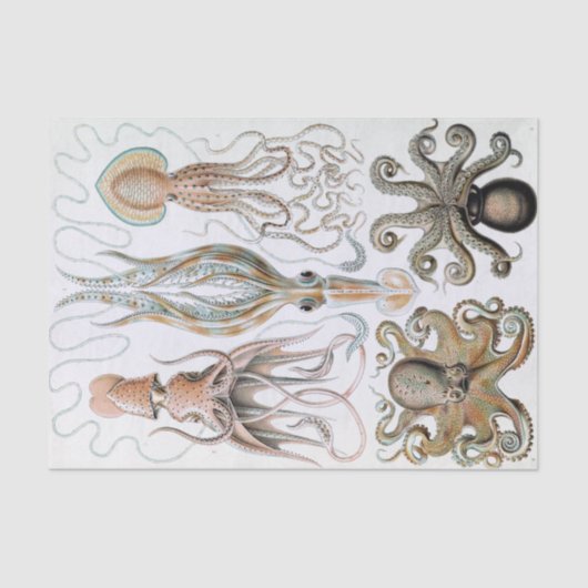 Ernst Haeckel Squids en Octopus Poster Tissuepapier (Voorkant)