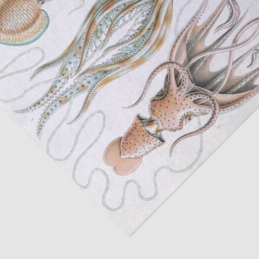 Ernst Haeckel Squids en Octopus Poster Tissuepapier (Detail)