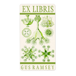 Ernst Haeckel Stauromedusae Boekplaat Etiket