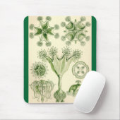 Ernst Haeckel - Stauromedusae Jellyfish Muismat (Met muis)