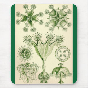 Ernst Haeckel - Stauromedusae Jellyfish Muismat