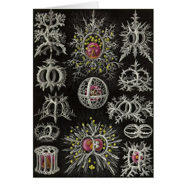 Ernst Haeckel - Stephoidea (Voorkant)