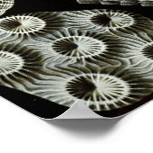 Ernst Haeckel Tetracorallia koraal Poster (Hoek)