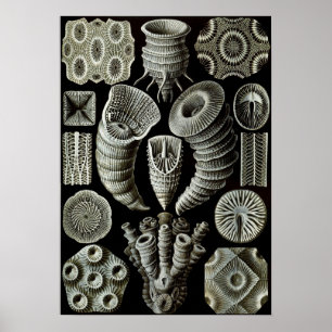 Ernst Haeckel Tetracorallia koraal Poster