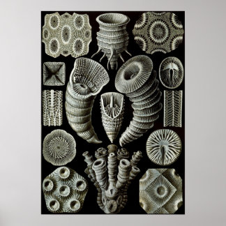 Ernst Haeckel Tetracorallia koraal Poster
