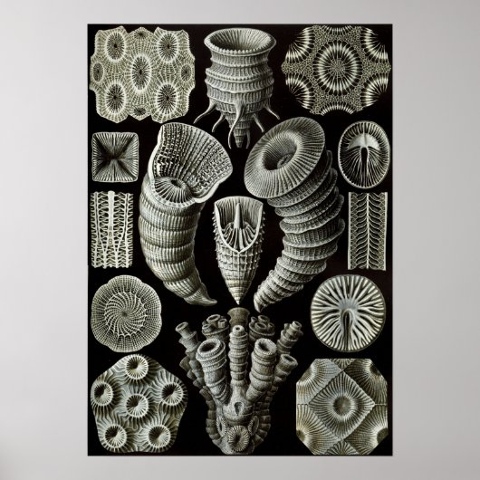 Ernst Haeckel Tetracorallia koraal Poster (Voorkant)