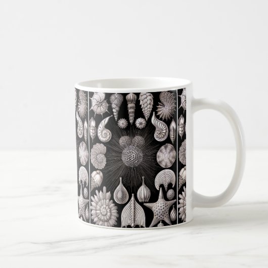 Ernst Haeckel Thalamophora I Koffiemok (Rechts)