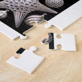 Ernst Haeckel Thalamophora I Legpuzzel (Zijkant)