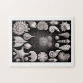 Ernst Haeckel Thalamophora I Legpuzzel (Horizontaal)